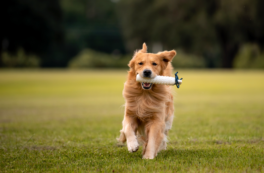 Dog Wellness 101: Keep Your Fur-Baby Happy & Your Sofa Safe