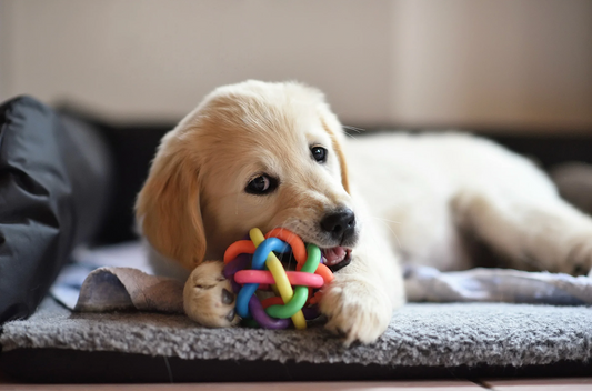 Top Toys for Aggressive Chewers That Actually Last