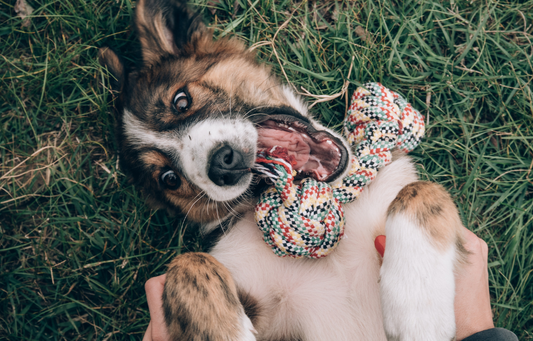 How Interactive Puzzle Toys Can Reduce Separation Anxiety in Dogs