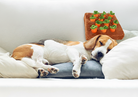 Snuffle Toys: The Secret to Tiring Your Dog's Brain (Without the Long Walk)