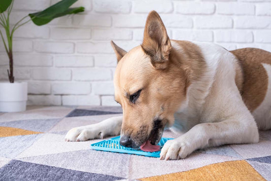 7 Telltale Signs Your Dog Is Stressed (And How to Fix It Fast)