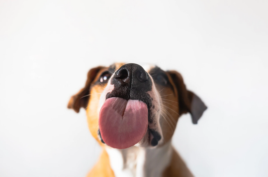 Why Lick Mats Are a Game-Changer for Anxious Dogs – Vet InsightsFeatured Image